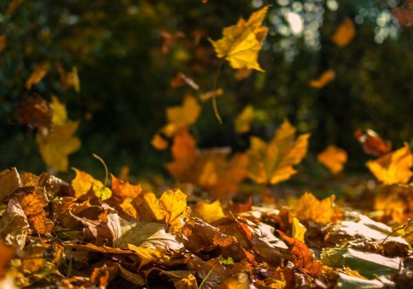 Yellow leaves falling from trees on a sunny autumn day