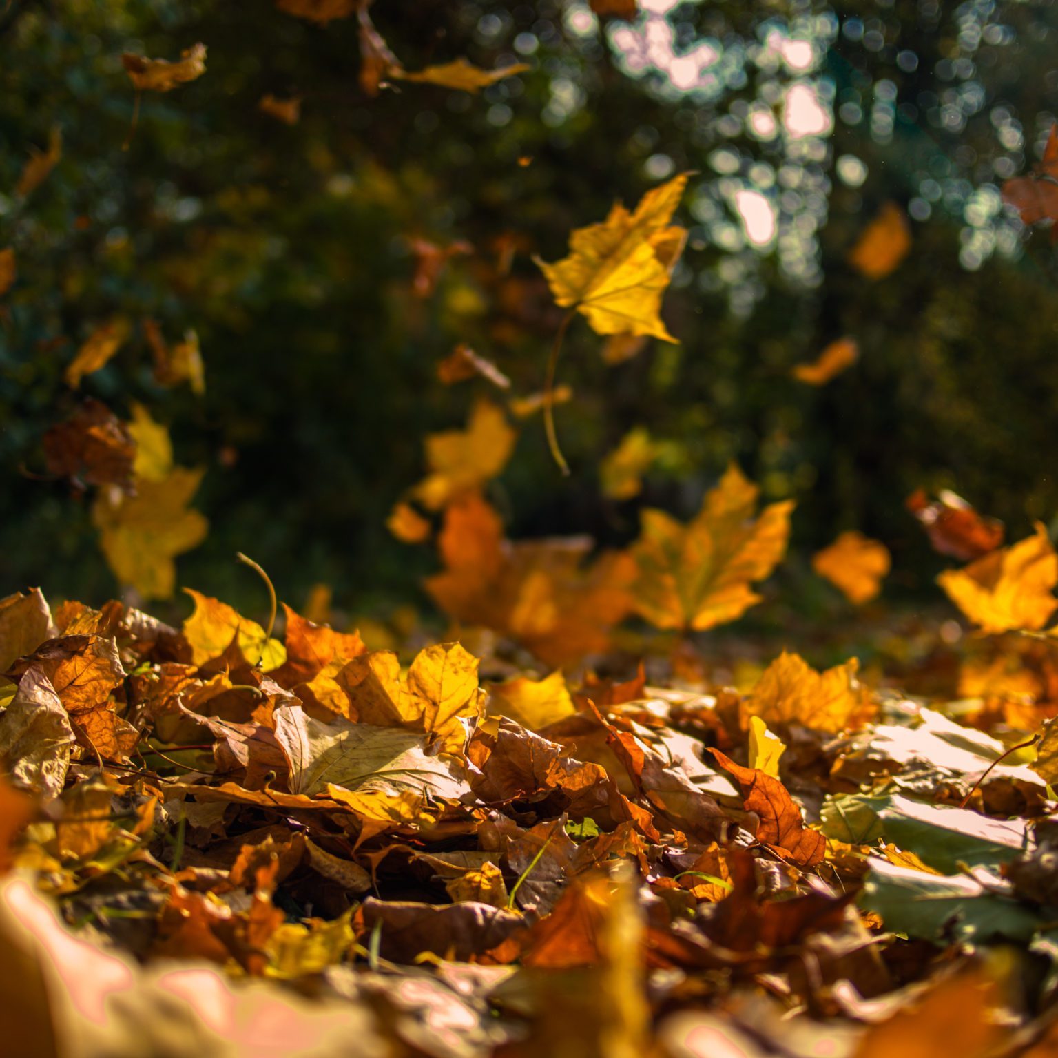 Yellow leaves falling from trees on a sunny autumn day